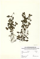 藏品(塔花)的圖片